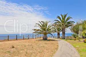 Walkway with palm trees