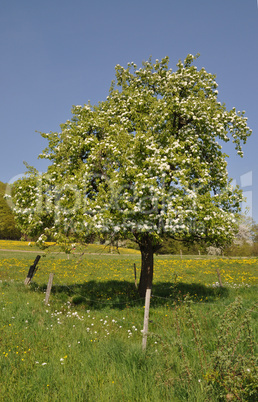 Blühender Baum