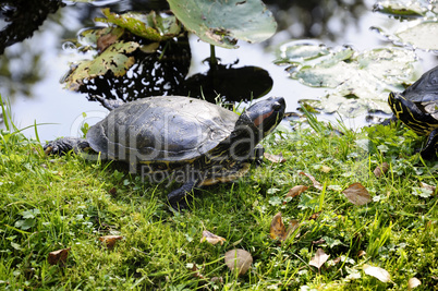 Rotwangen-Schmuckschildkröte - Trachemys scripta elegans