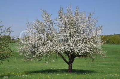 Blühender Apfelbaum