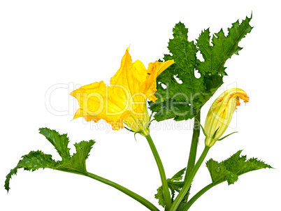 flower and leaf squash