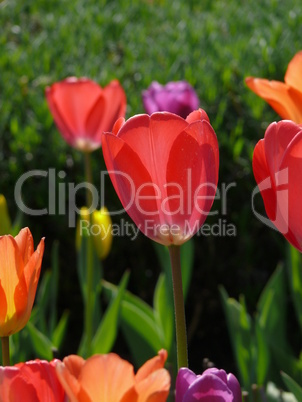 Tulpen