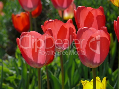 Tulpen