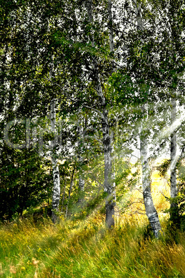 Birch grove in the sun