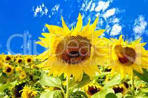 Sunflowers on a background of blue sky and white clouds