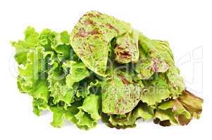 Three beam lettuce