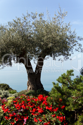 Montreux,Genfer See, Swiss