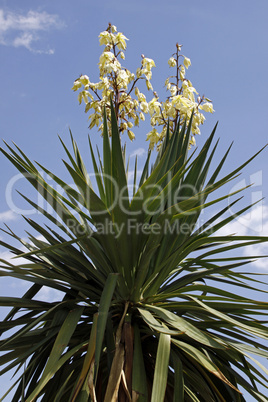 Yucca recurvifolia