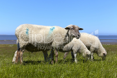 Drei Schafe auf dem Deich.