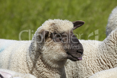 Schaf streckt Zunge heraus.