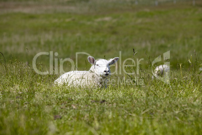 Junges Schaf liegt im Gras.