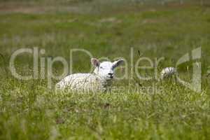 Junges Schaf liegt im Gras.
