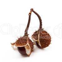 Two horse chestnuts inside dry peel on branch