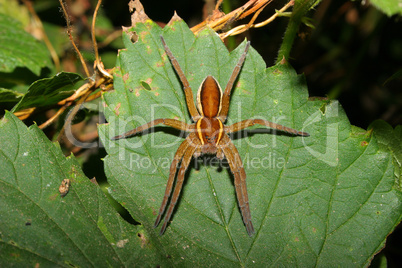 Gerandete Jagtspinne (Dolomedes fimbriatus) / Raft spider (Dolom