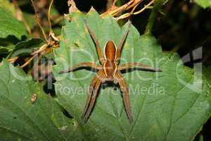 Gerandete Jagtspinne (Dolomedes fimbriatus) / Raft spider (Dolom