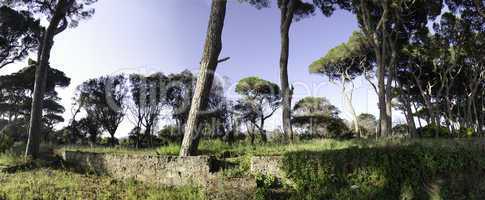 Pines in a Tuscan Pinewood near Follonica