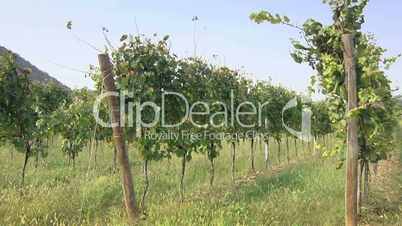 Vineyard for Italian wine production in Franciacorta, Italy