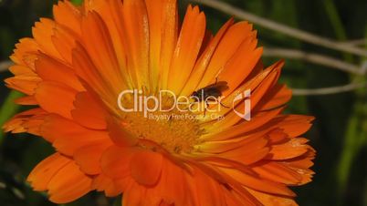 Feldblume - Field flower