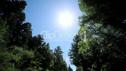 Point-of View Driving Past Giant Redwood Trees