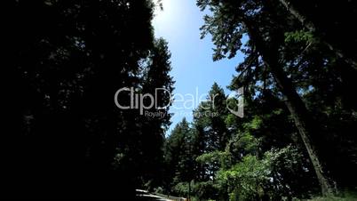 Point-of-View Driving Beside Giant Redwood Trees