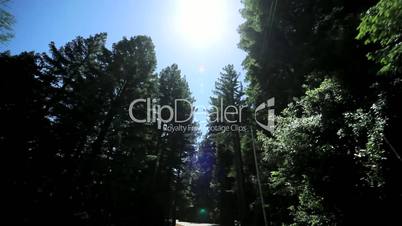 Point-of-View Driving Between Giant Redwood Trees