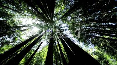 Canopy of Giant Redwood Trees