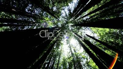 High-angle View Through Giant Redwood Trees
