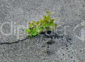 plant break through the asphalt