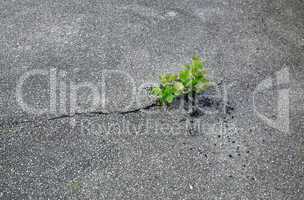 plant break through the asphalt