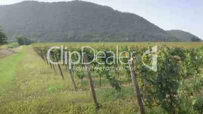 Vineyards for Italian wine production in Franciacorta, Italy