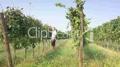 Farmer inspecting vineyard for wine production in Franciacorta, Italy
