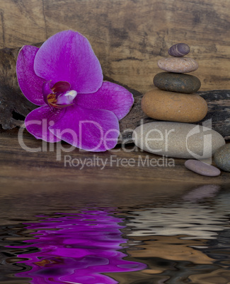 Orchidee und Wasser