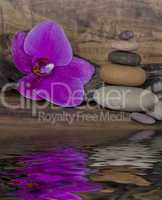 Orchidee und Wasser