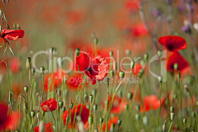 Klatschmohn