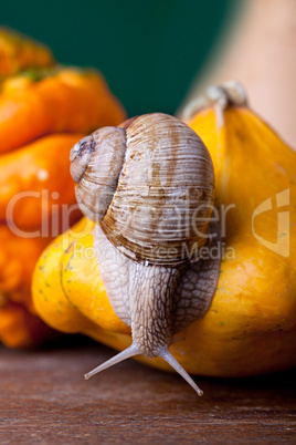 Weinbergschnecke