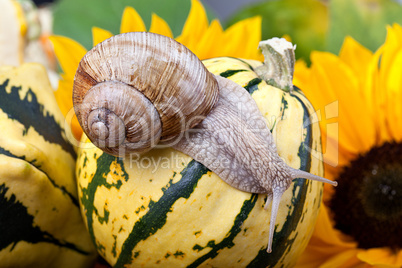 Weinbergschnecke