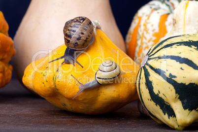 Gefleckte Weinbergschnecke