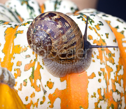 Gefleckte Weinbergschnecke