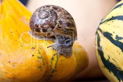 Gefleckte Weinbergschnecke