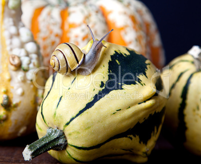 Schnecke und Kürbis