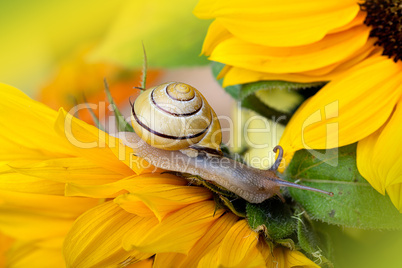 Schnecke und Kürbis