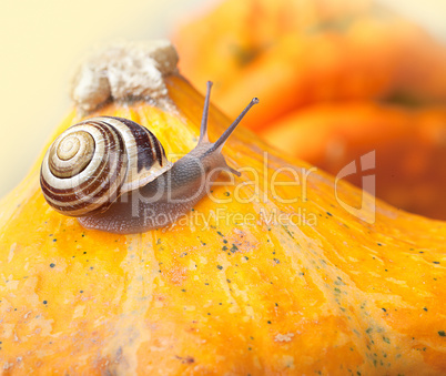 Schnecke und Kürbis