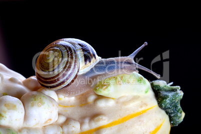 Schnecke und Kürbis