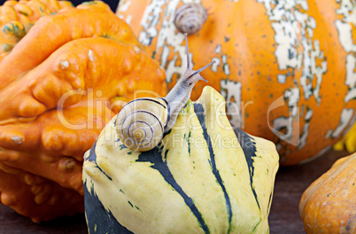 Schnecke und Kürbis