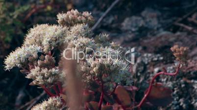 Flowering stonecrop