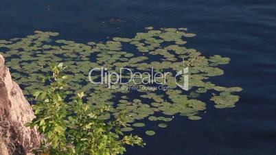Water lilies on the Dnieper river
