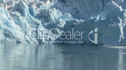 Sea birds & Glacial Ice Ciffs