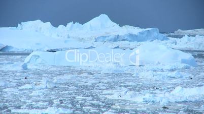 Panning View of Arctic Icebergs
