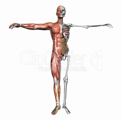 Anatomy, muscles and skeleton