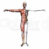 Anatomy, muscles and skeleton